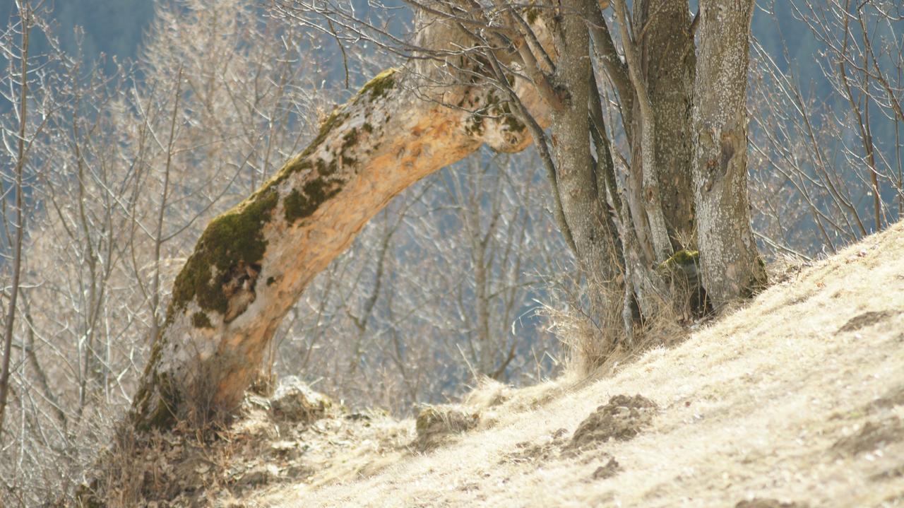 Schrunerhof Ebene Reichenau Екстер'єр фото